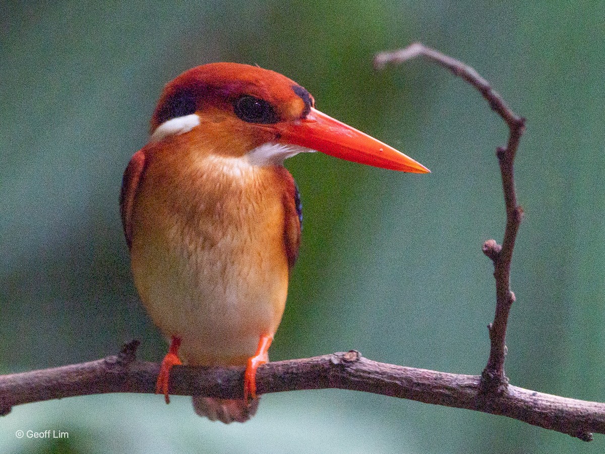 Black-backed Dwarf-Kingfisher - ML619879500