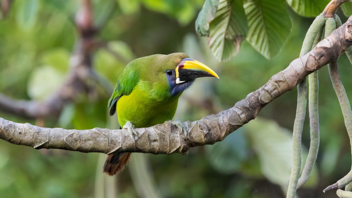 Northern Emerald-Toucanet - ML619879503