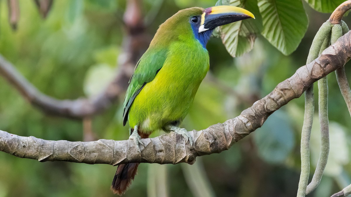 Toucanet émeraude - ML619879504