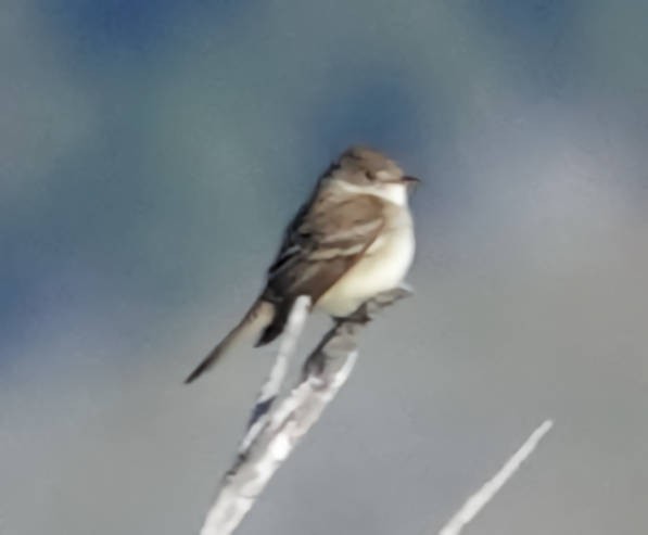 Willow Flycatcher - ML619879517