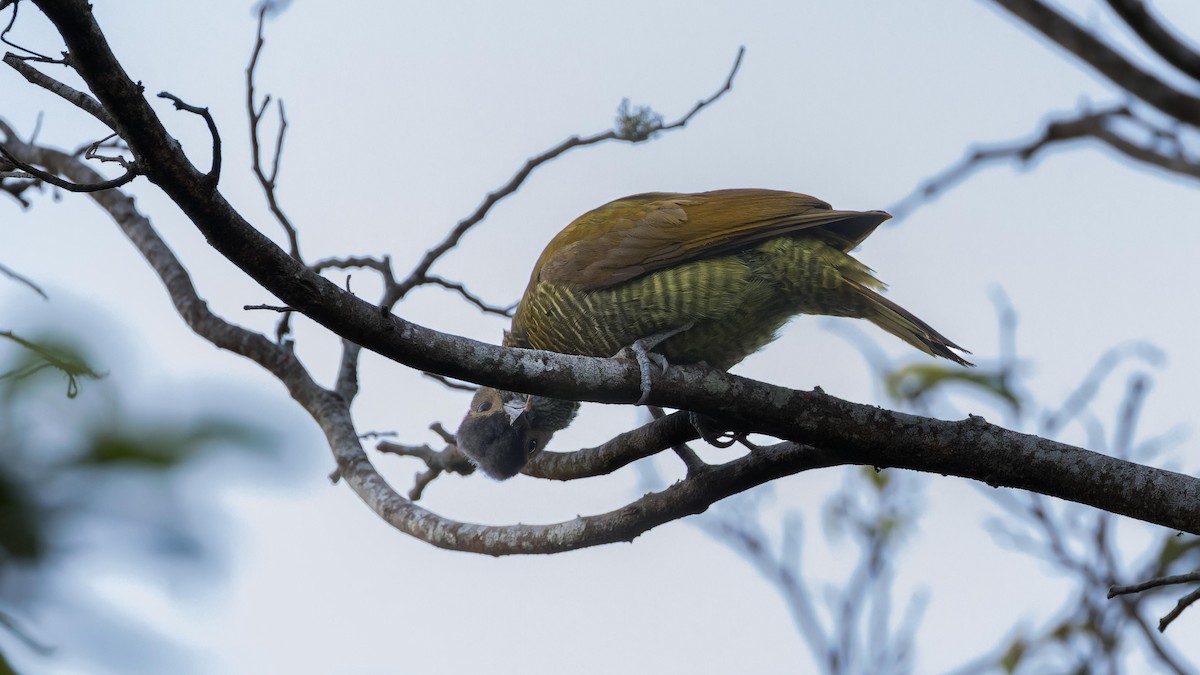 Golden-olive Woodpecker - ML619879521
