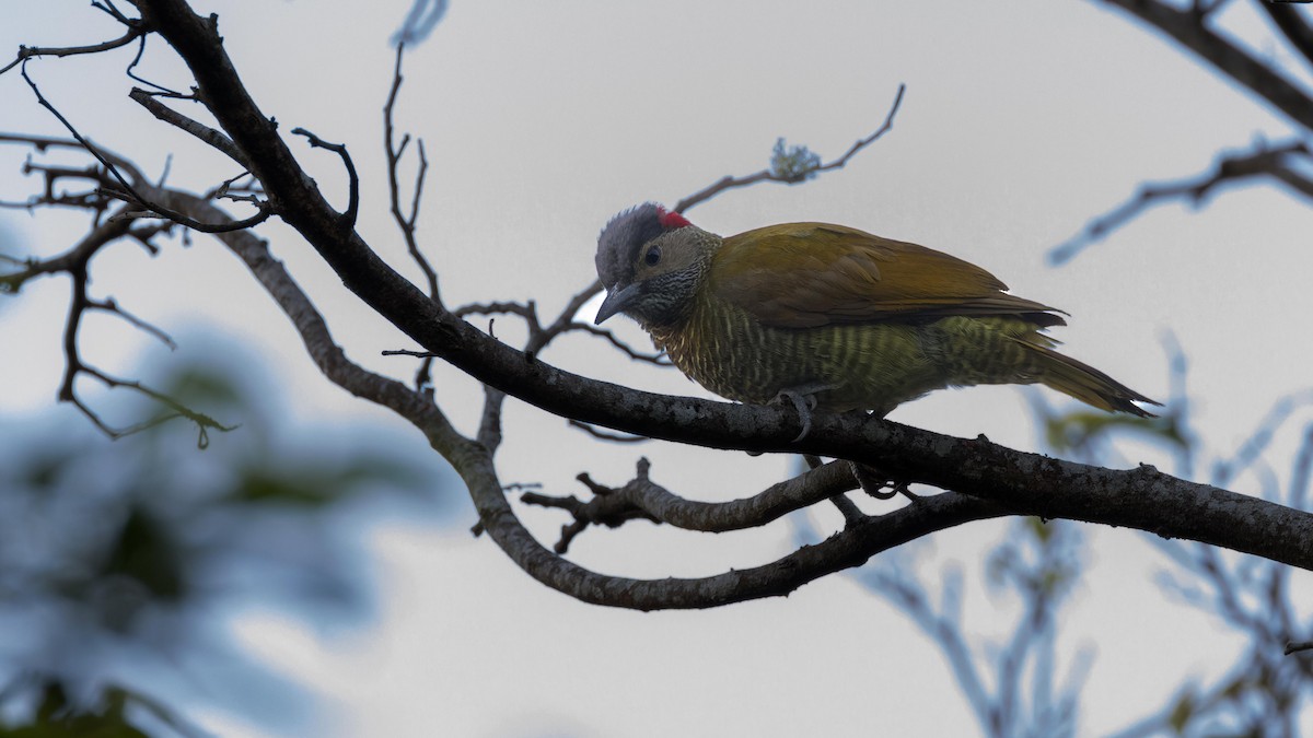 Golden-olive Woodpecker - John Andersen