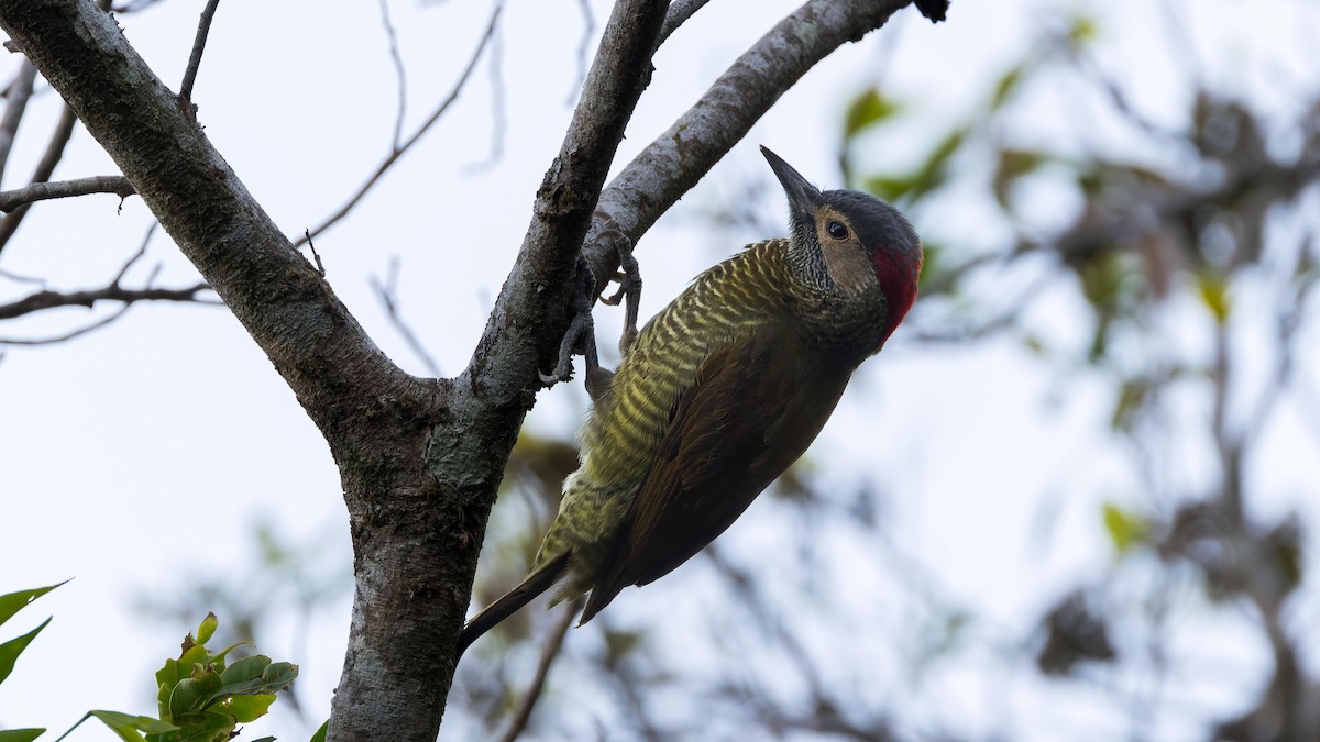 Golden-olive Woodpecker - ML619879523