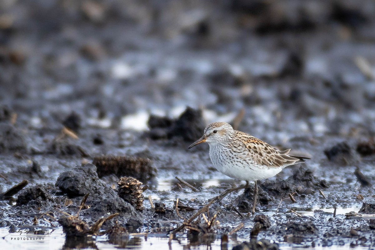 White-rumped Sandpiper - ML619879532