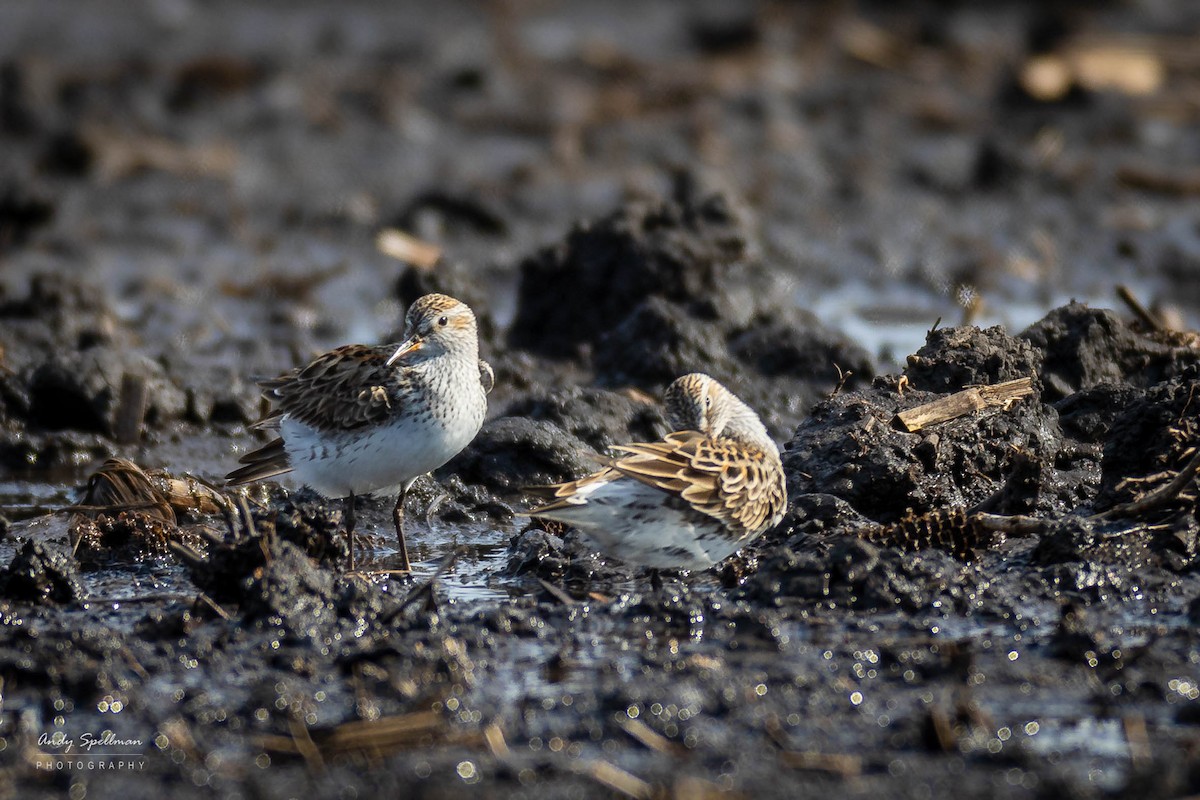 White-rumped Sandpiper - ML619879534