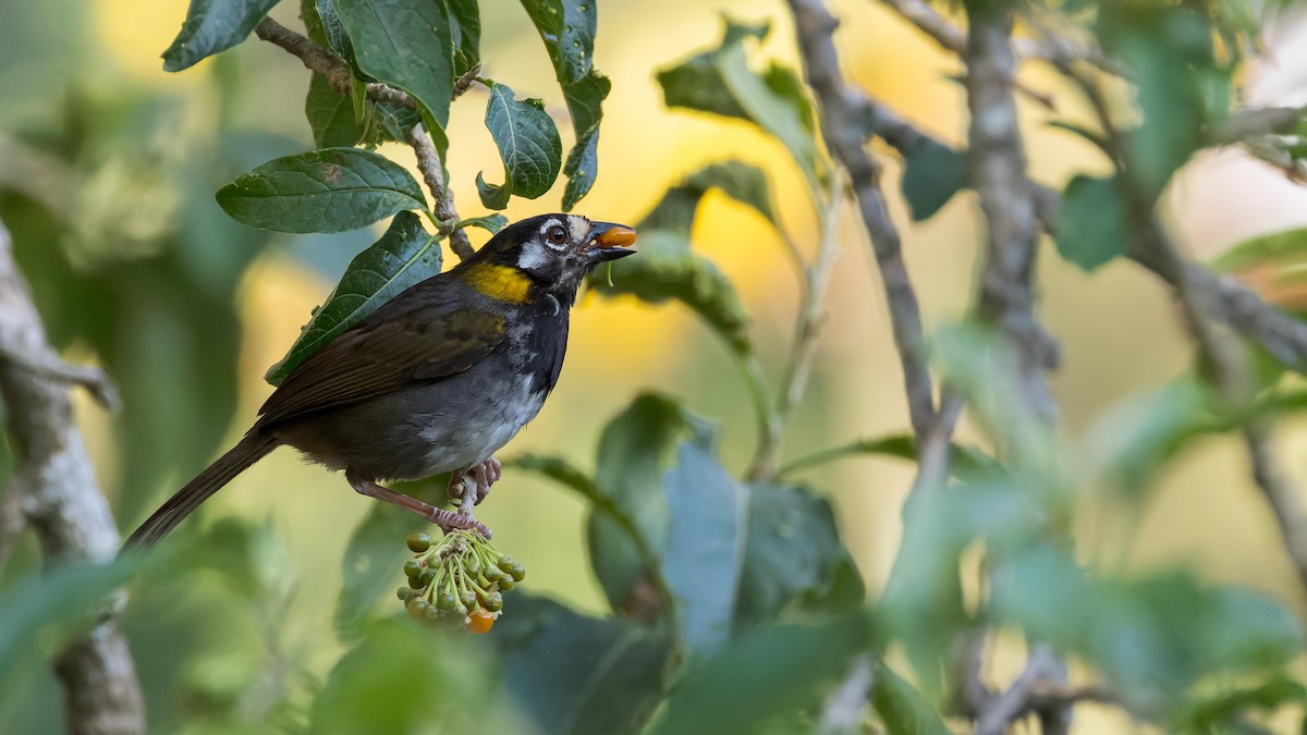 White-eared Ground-Sparrow - John Andersen