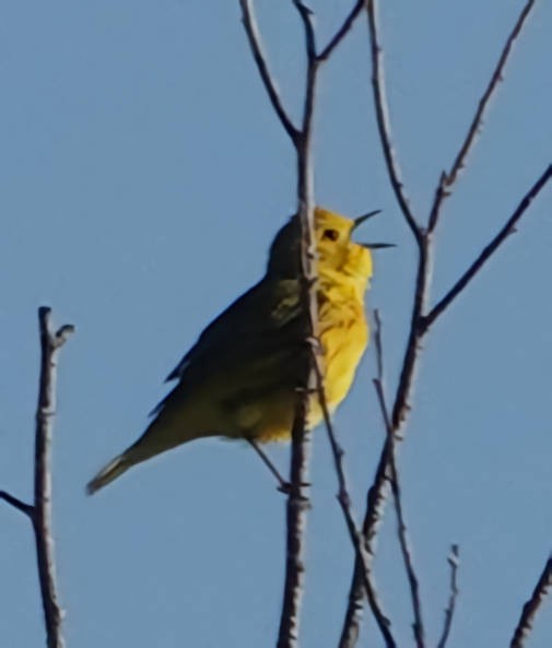 Yellow Warbler - ML619879554