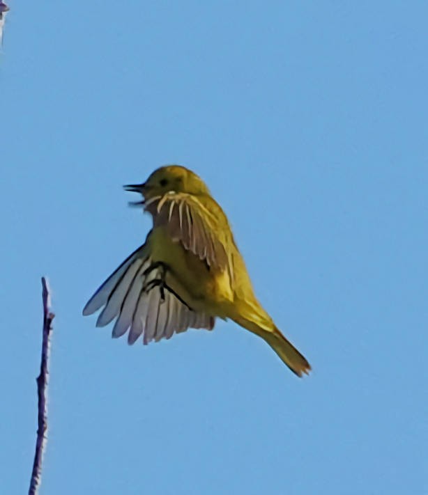 Yellow Warbler - ML619879555