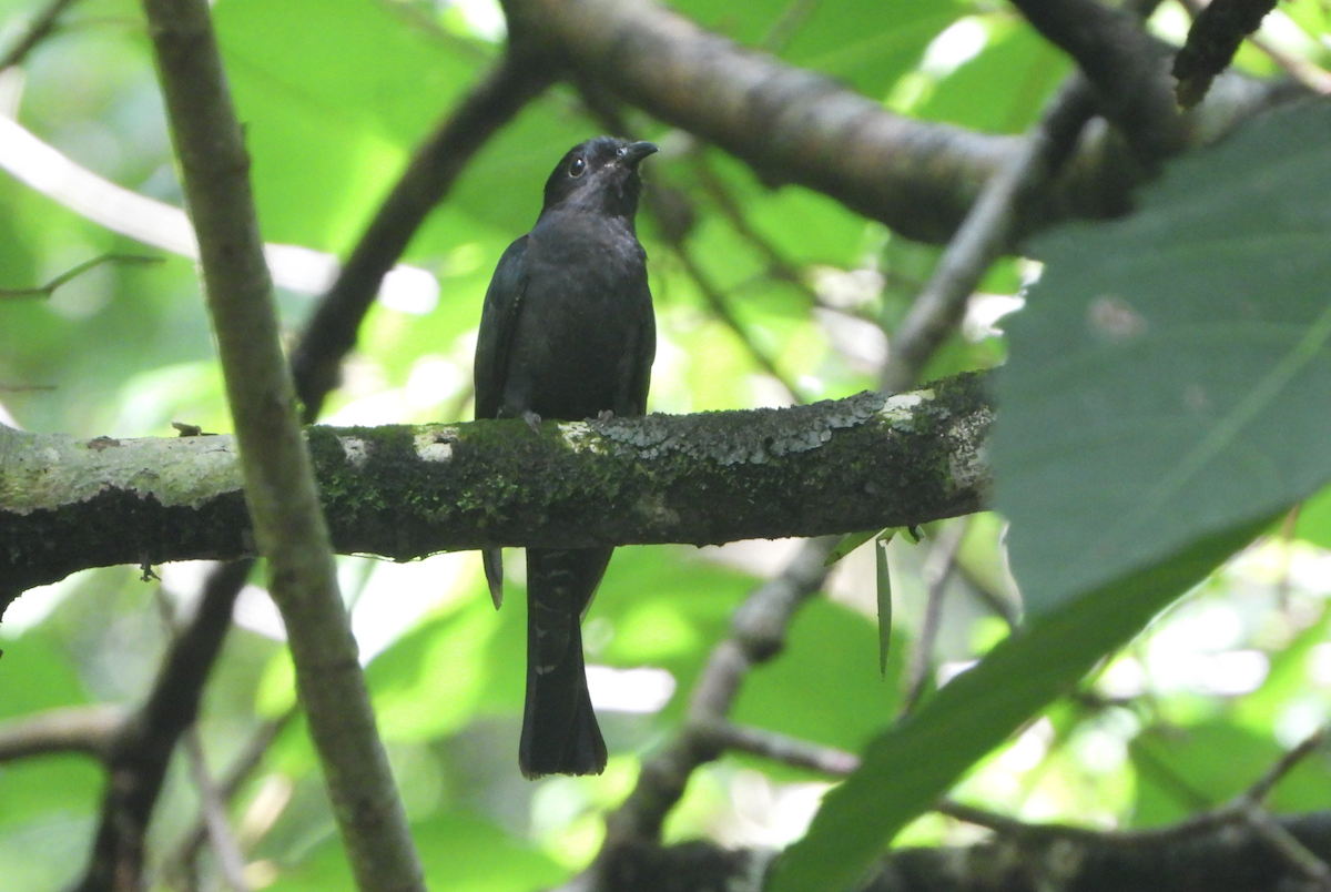 Square-tailed Drongo-Cuckoo - ML619879560