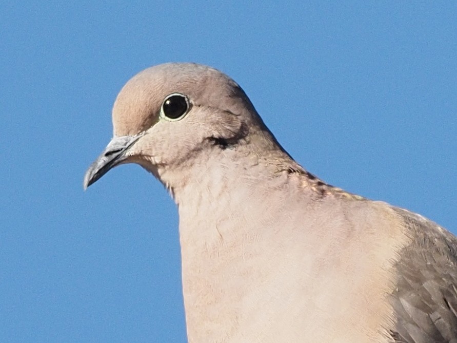 Eared Dove - ML619879566