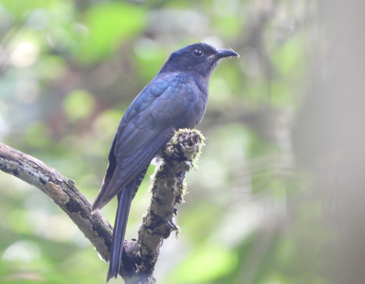 Square-tailed Drongo-Cuckoo - ML619879568