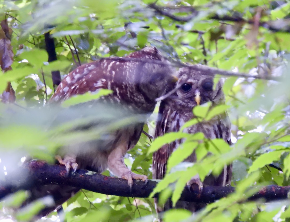 Barred Owl - ML619879574