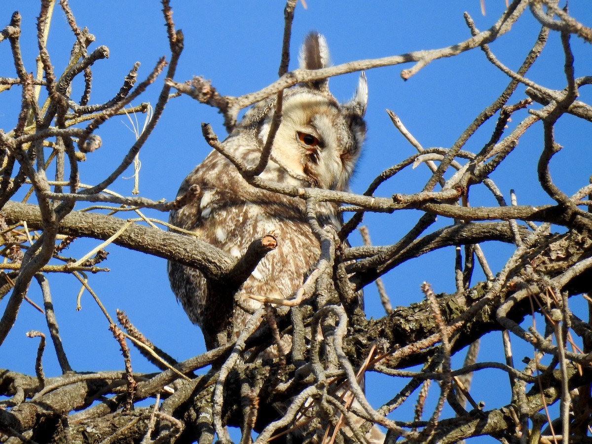 Long-eared Owl - ML619879578