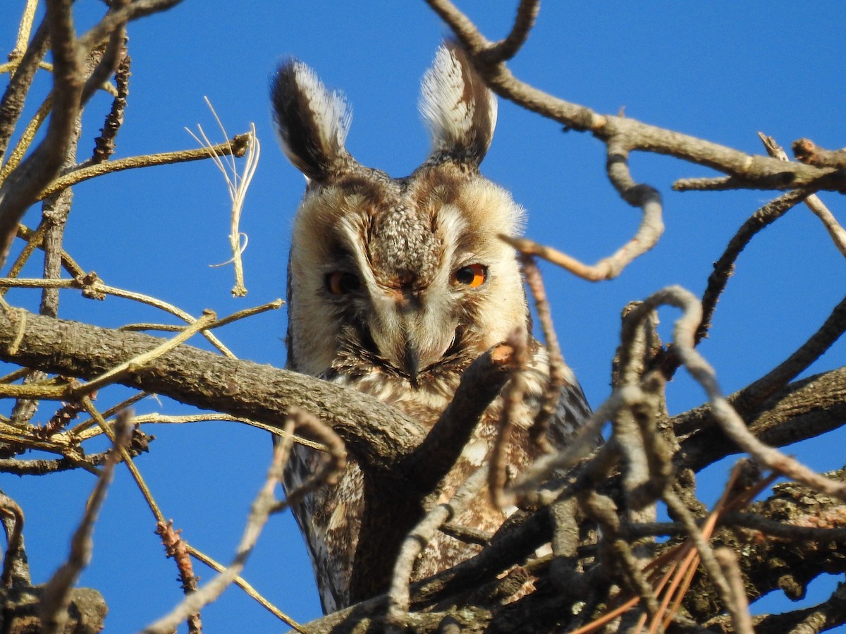 Long-eared Owl - ML619879580