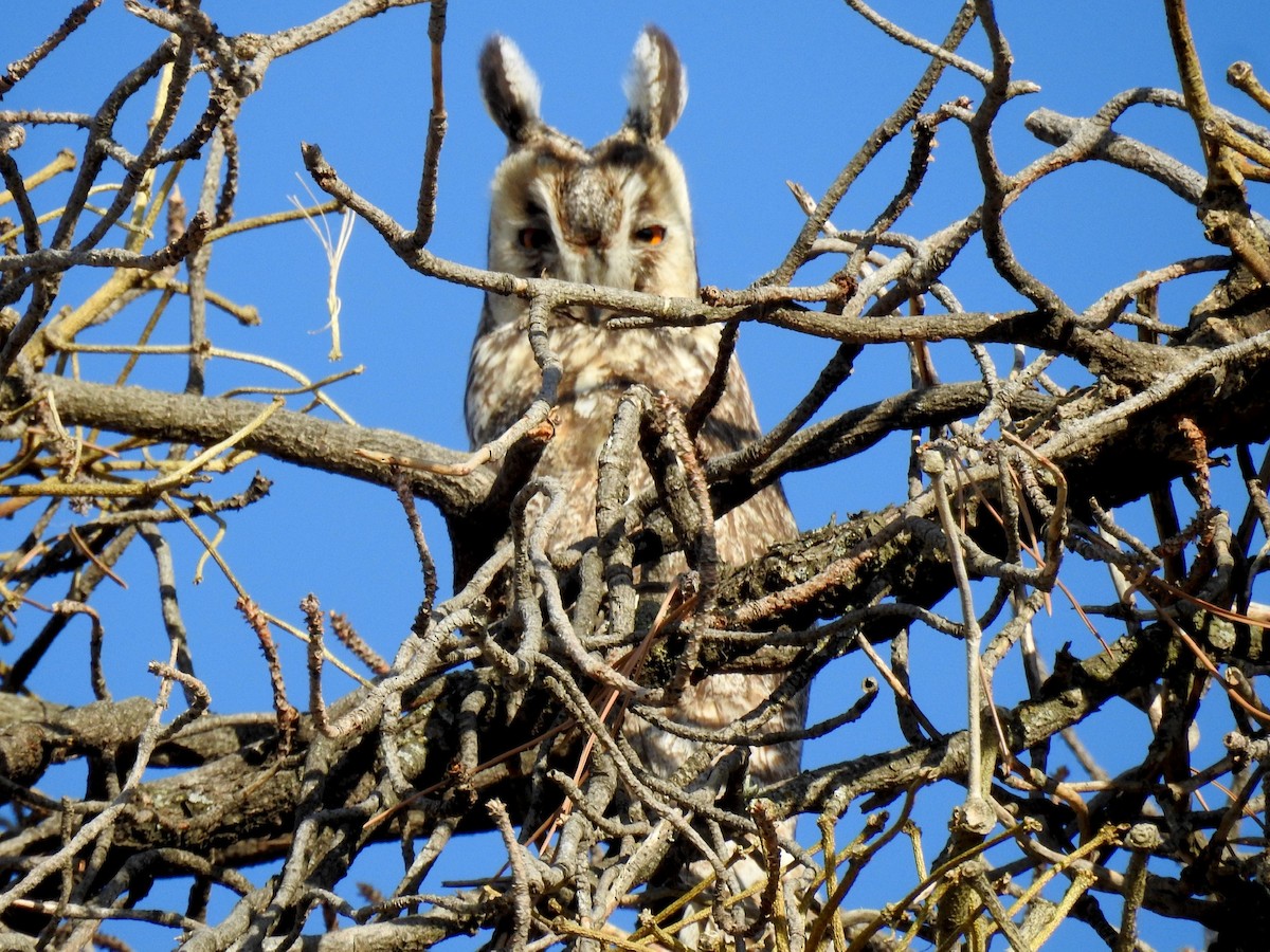 Long-eared Owl - ML619879581