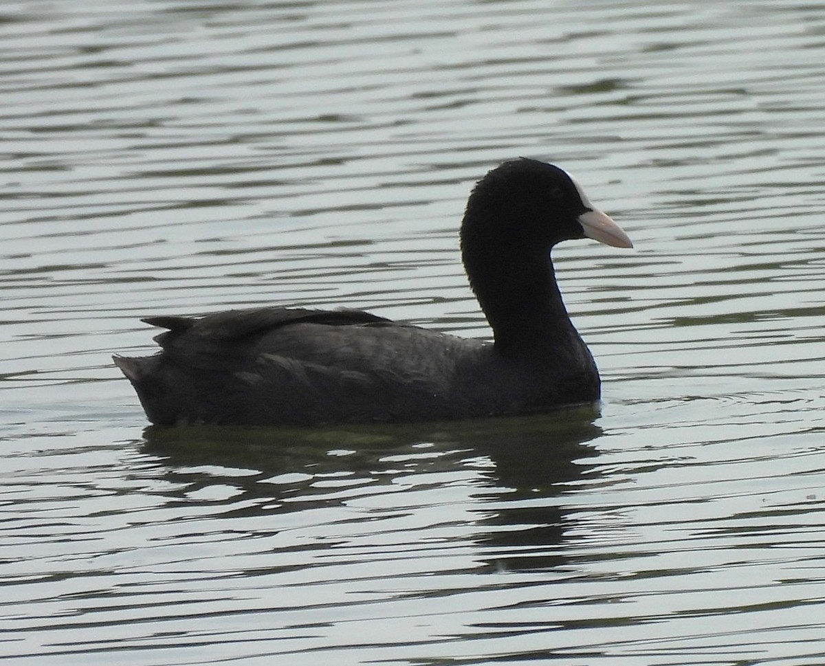 Eurasian Coot - ML619879584