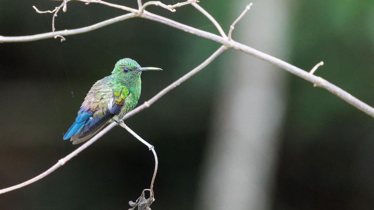 Blue-vented Hummingbird - John Andersen