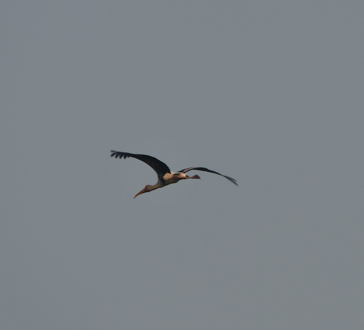 Painted Stork - ML619879603