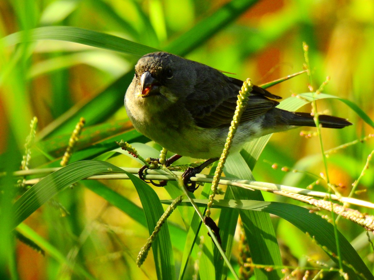 Plumbeous Seedeater - ML619879609