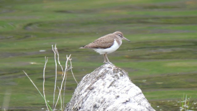 Common Sandpiper - ML619879618