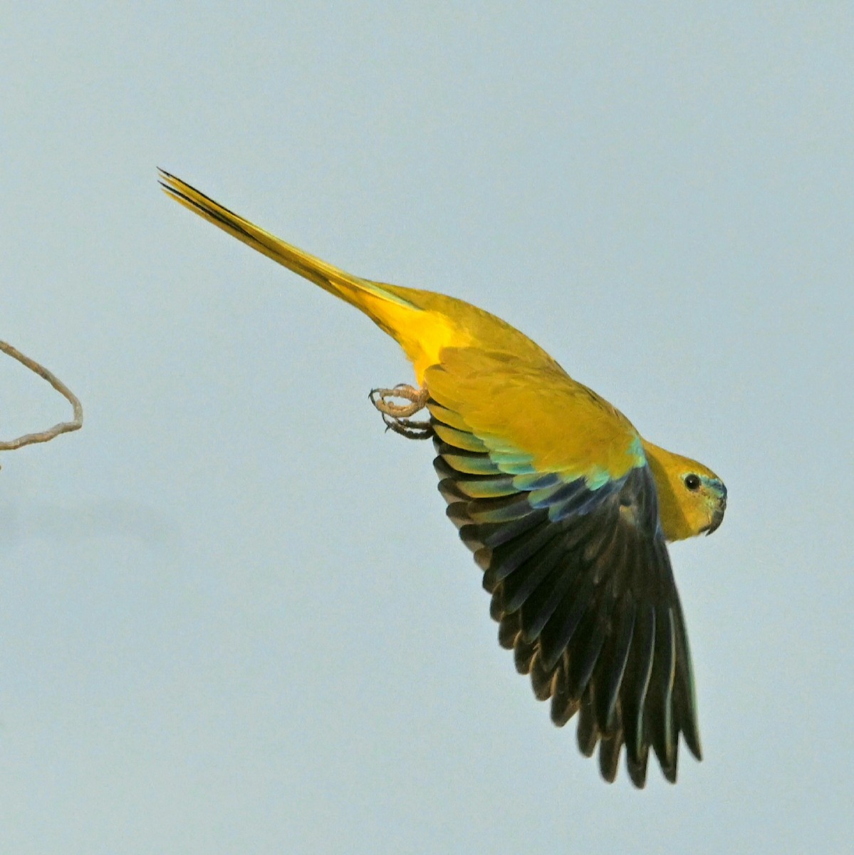 Rock Parrot - ML619879622