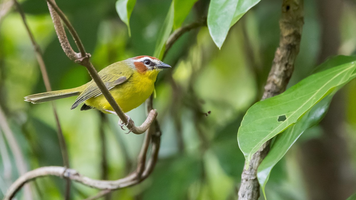 Chestnut-capped Warbler - ML619879624