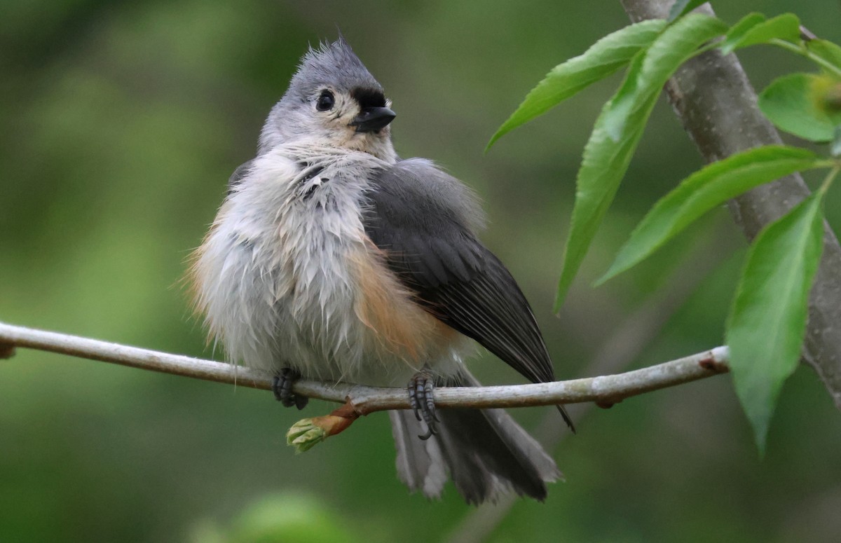 Mésange bicolore - ML619879635