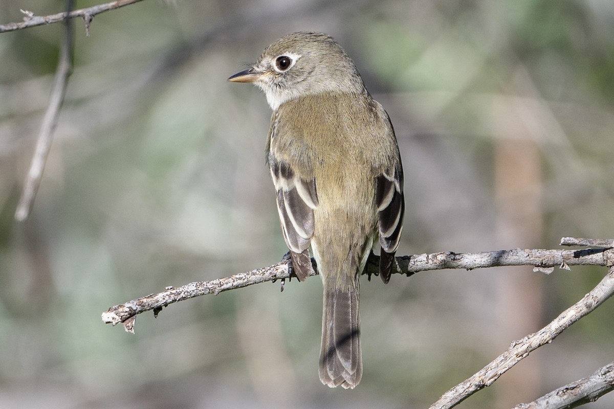 Least Flycatcher - ML619879642