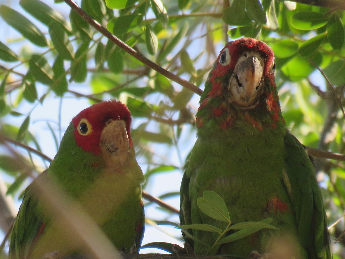 Red-masked Parakeet - ML619879645