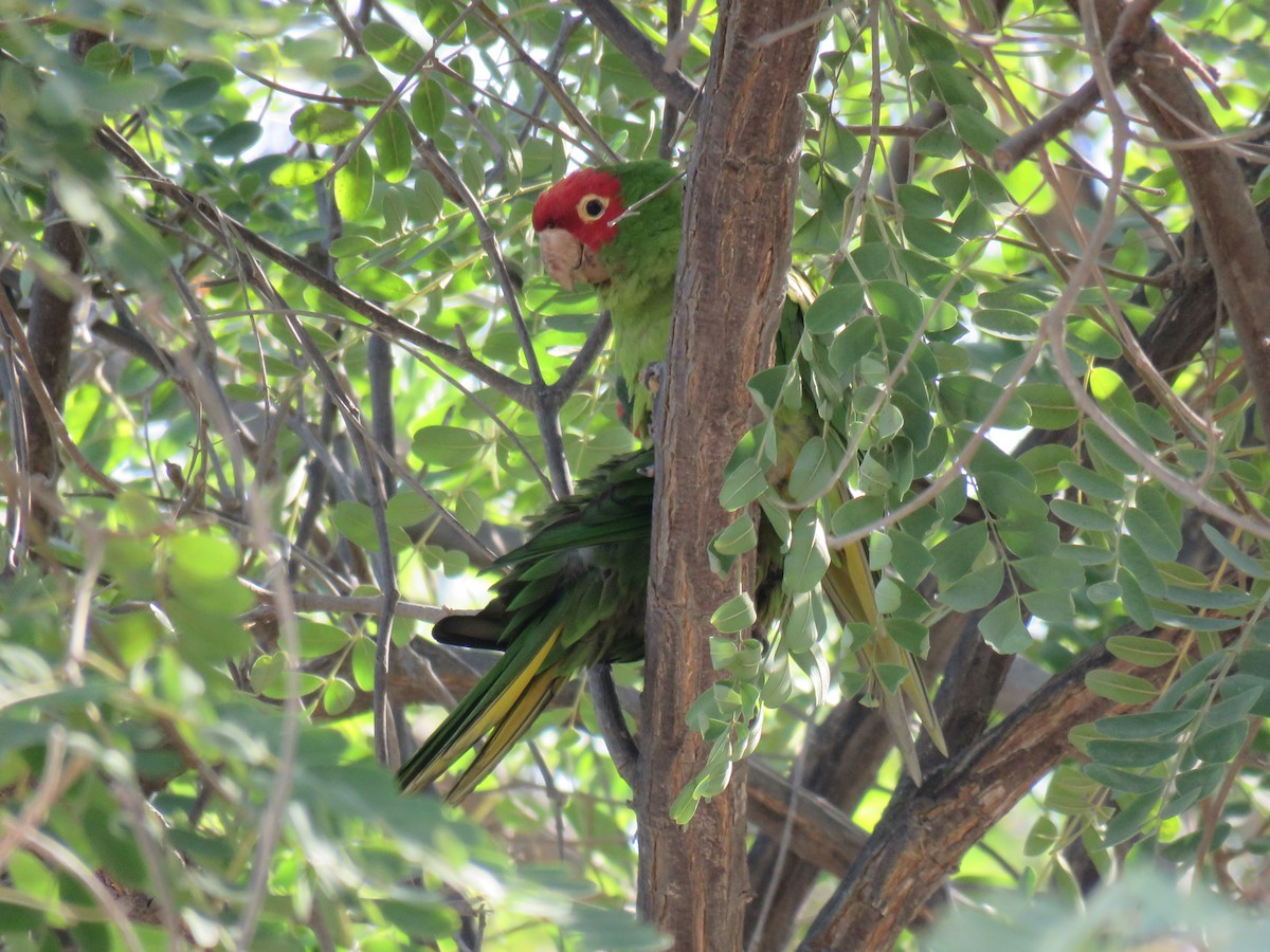 Red-masked Parakeet - ML619879647