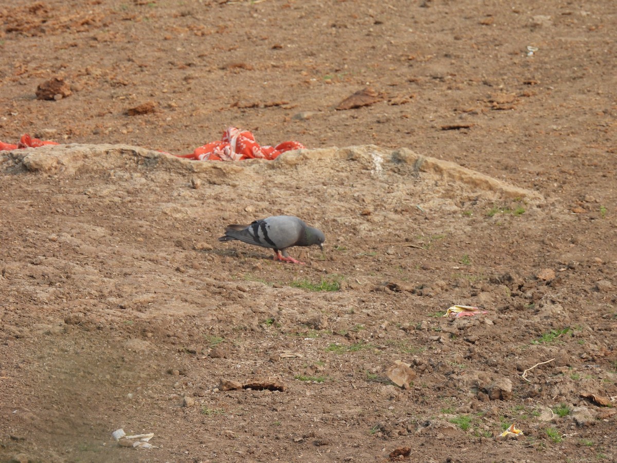 Rock Pigeon (Feral Pigeon) - ML619879658