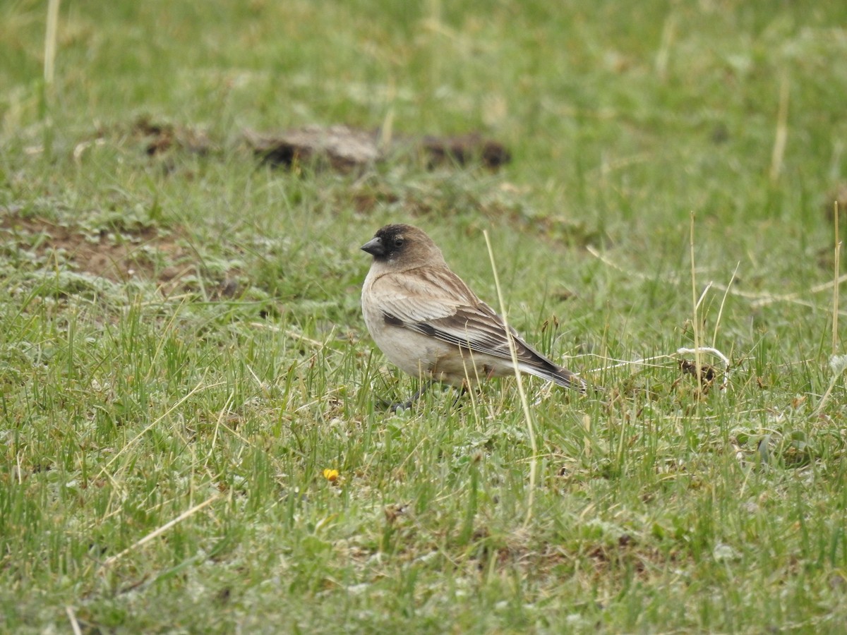 Black-headed Mountain Finch - ML619879659