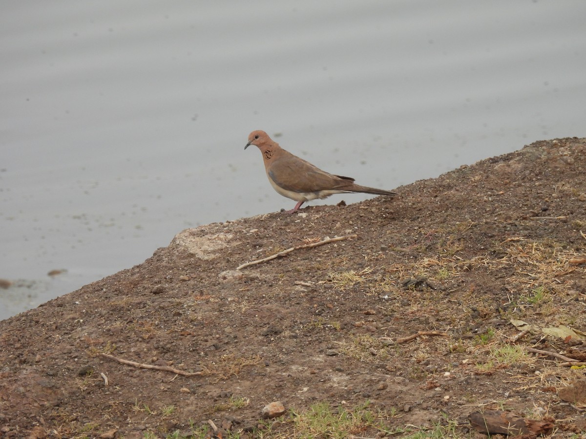 Laughing Dove - ML619879660