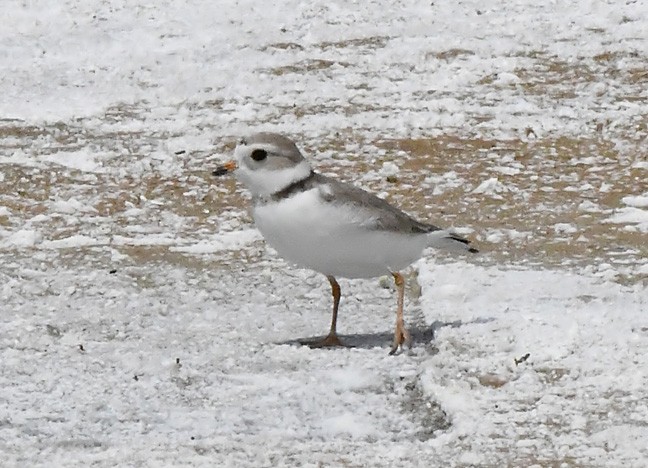 Piping Plover - ML619879665