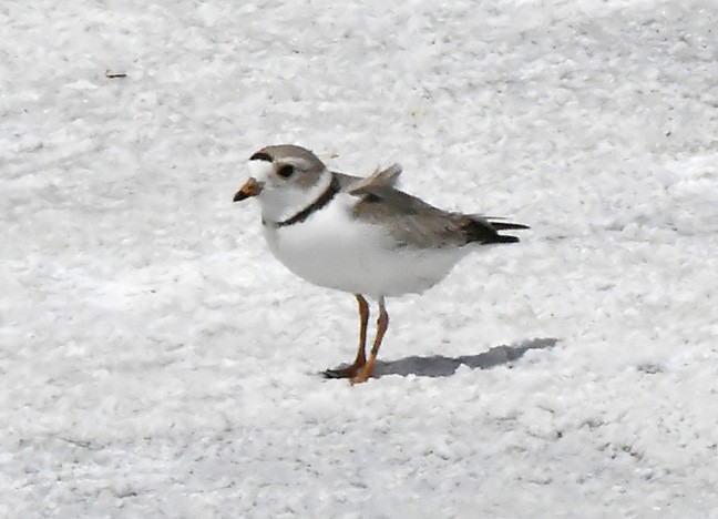 Piping Plover - ML619879676