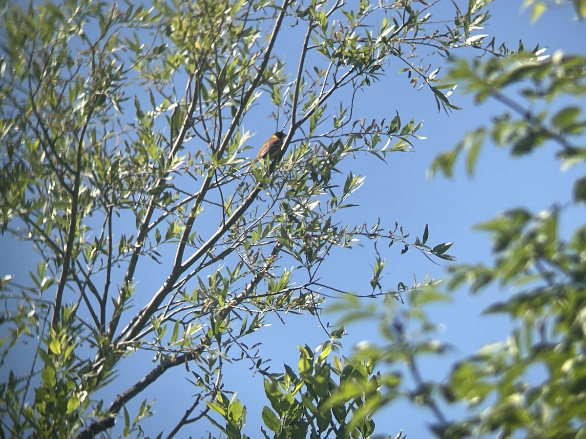 Black-headed Bunting - ML619879682