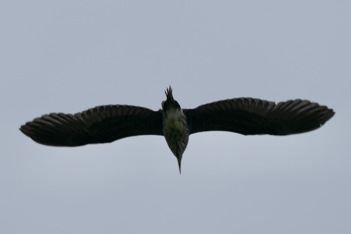 Black-crowned Night Heron - ML619879687