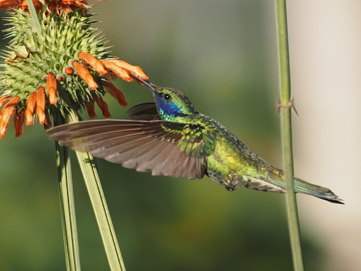 kolibřík modrolící - ML619879697