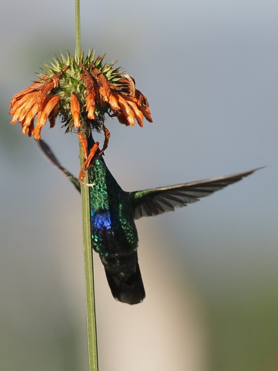 kolibřík modrolící - ML619879698