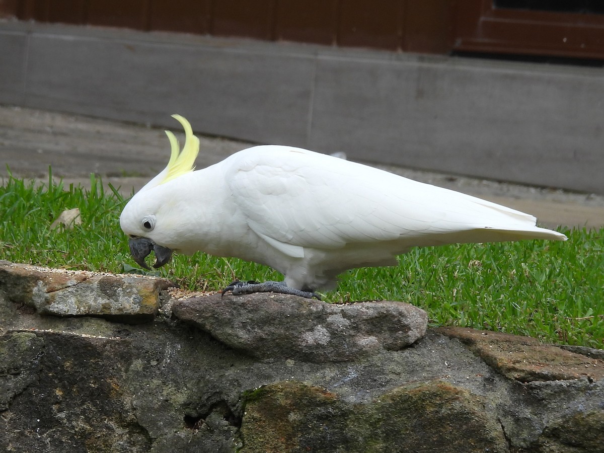 Cacatúa Galerita - ML619879732