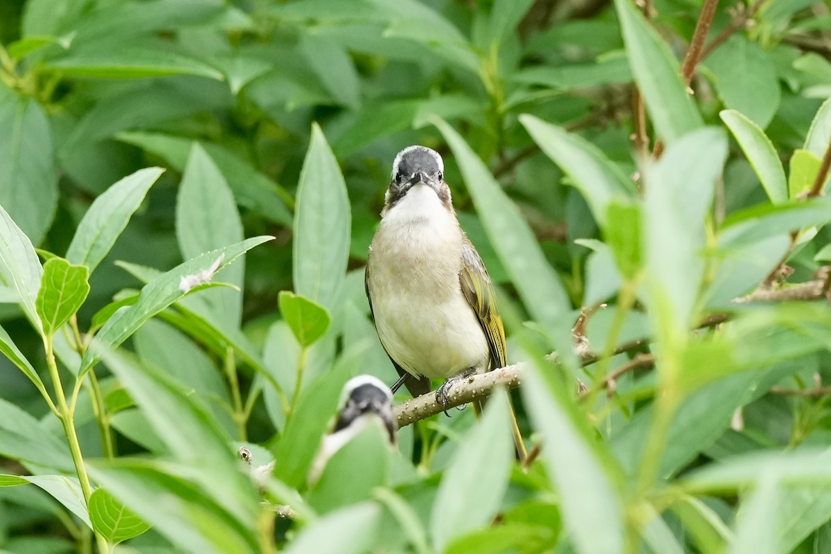 Light-vented Bulbul - ML619879742