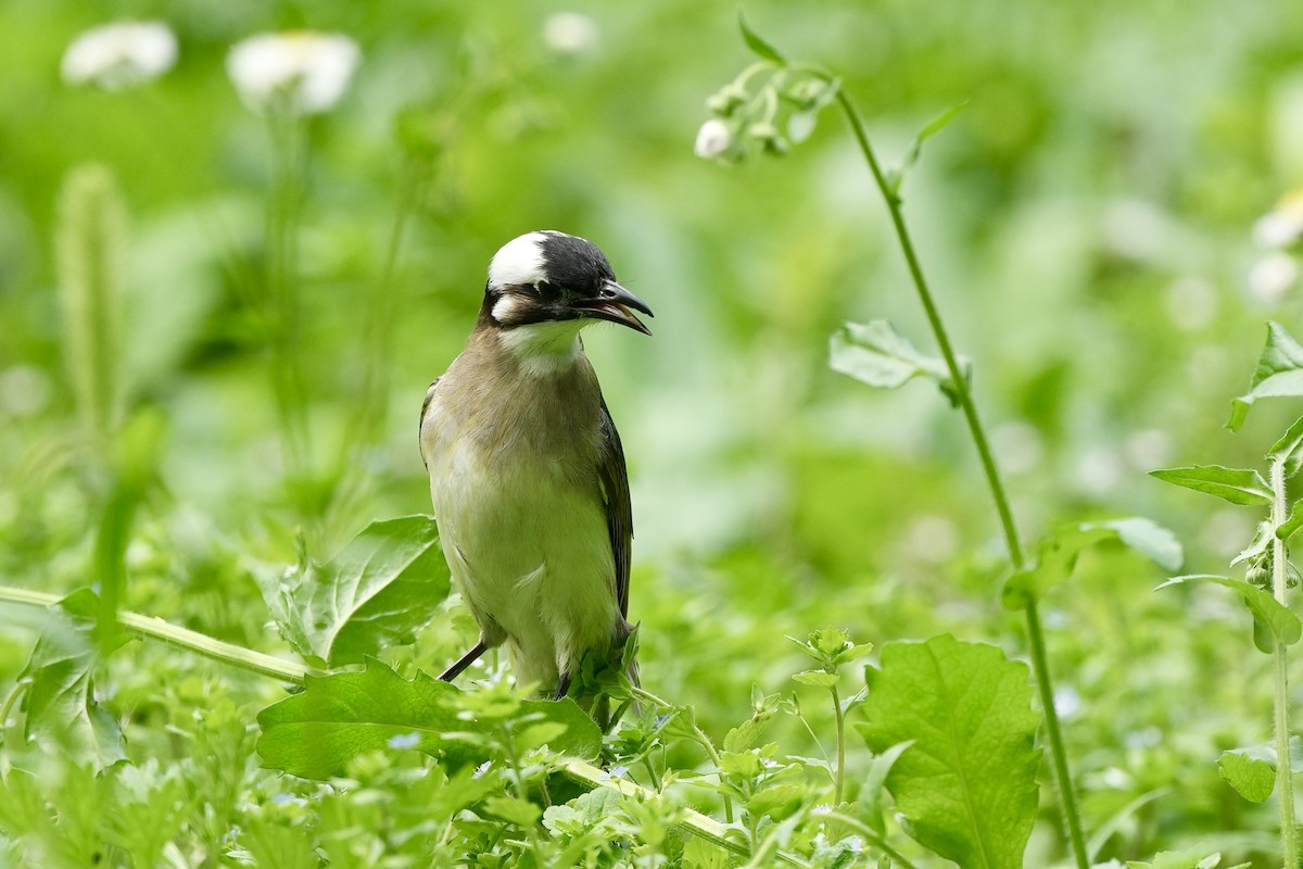 Light-vented Bulbul - ML619879743