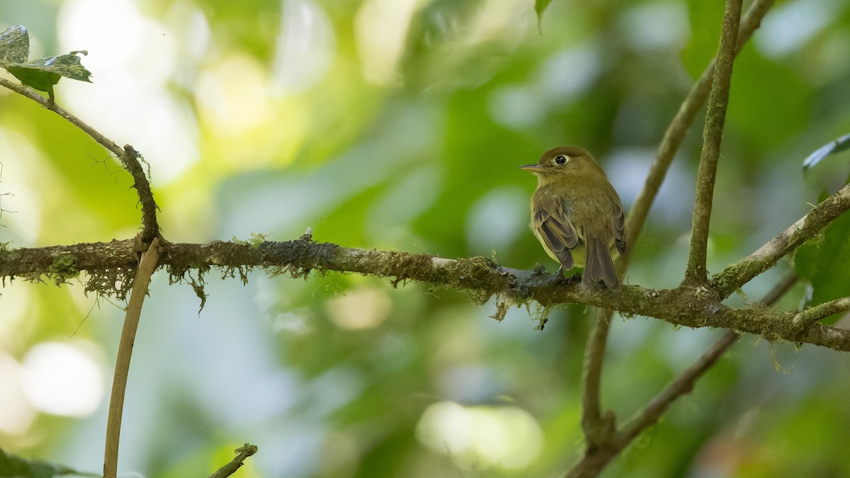 Eye-ringed Flatbill - ML619879762