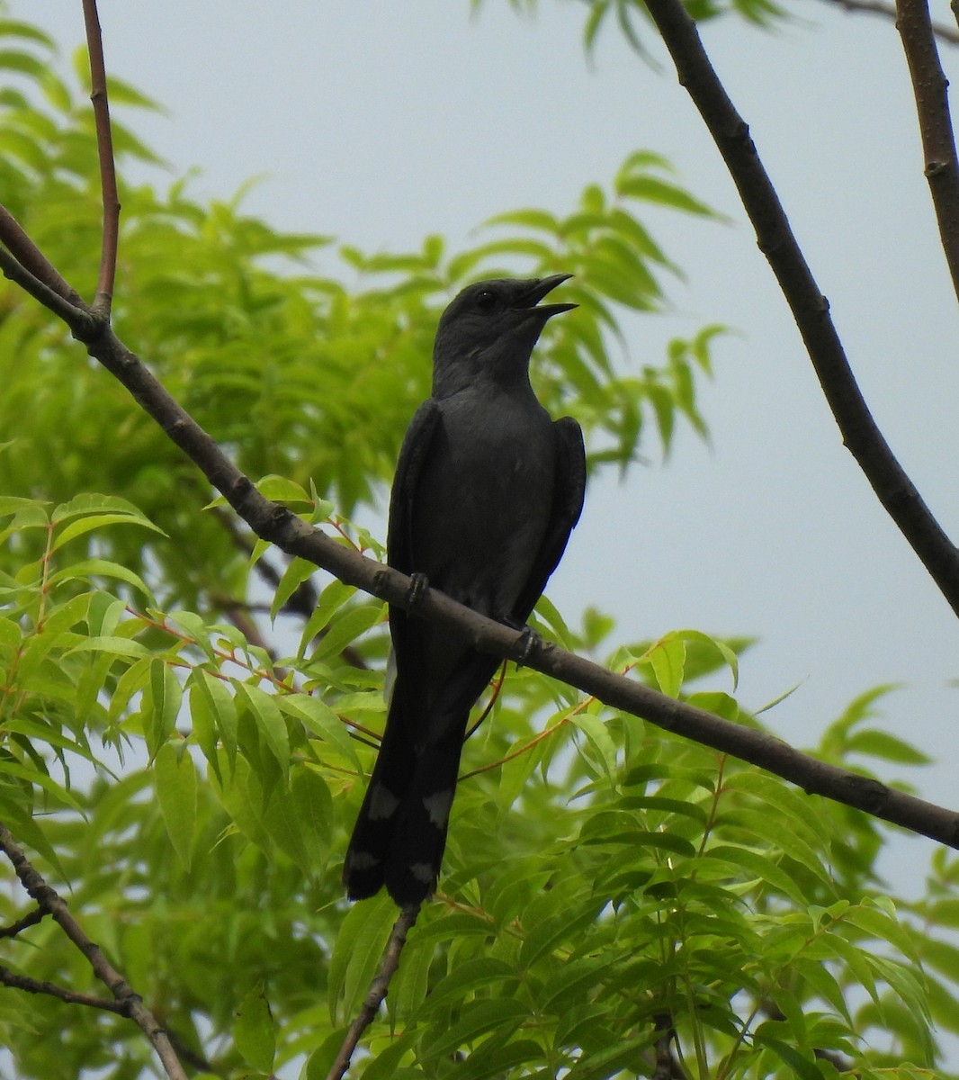 Black-winged Cuckooshrike - ML619879769