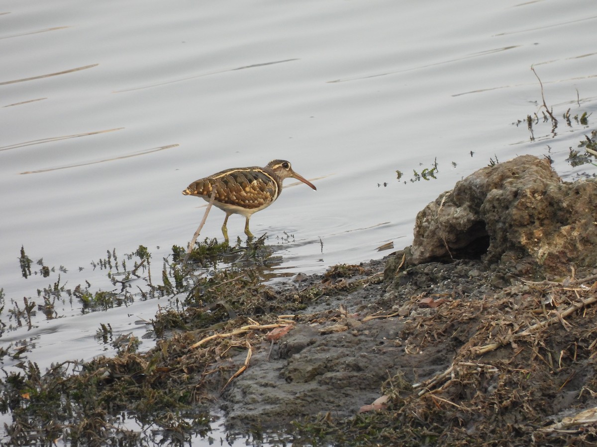 Greater Painted-Snipe - ML619879770