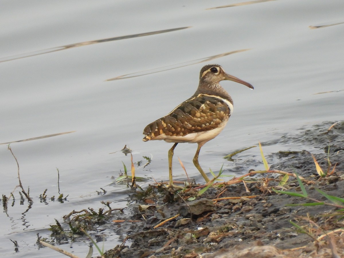 Greater Painted-Snipe - ML619879772