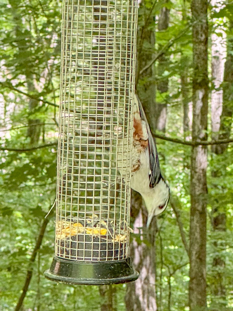 White-breasted Nuthatch - ML619879777