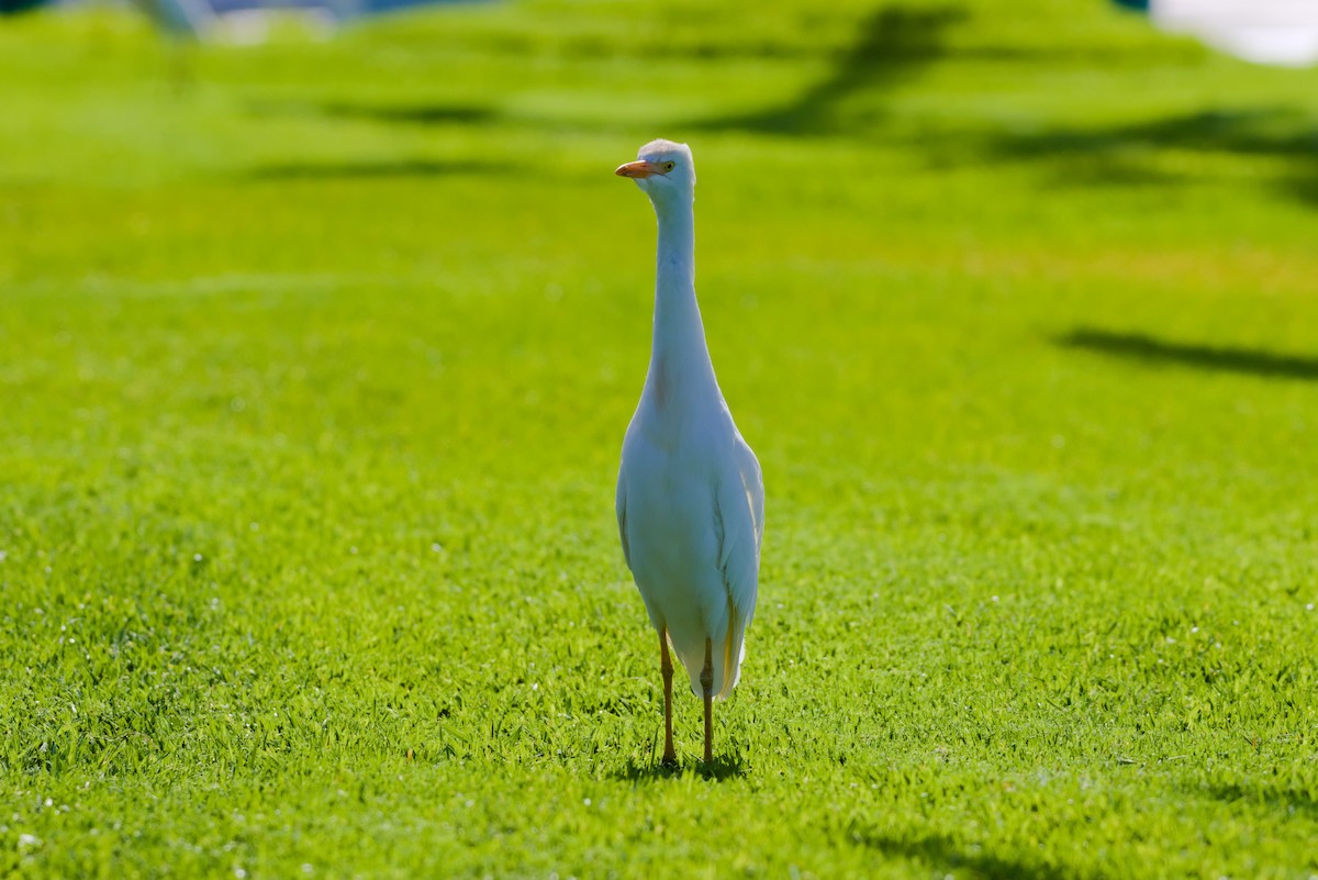 Western Cattle Egret - ML619879800