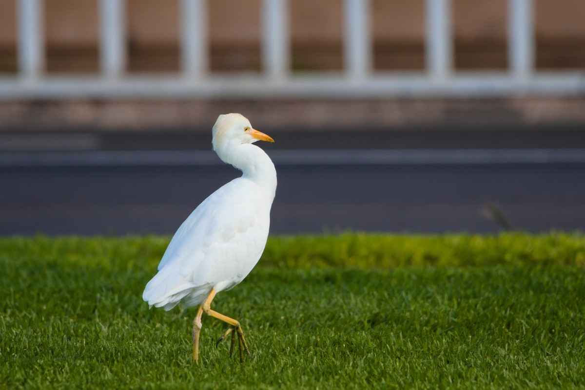 Western Cattle Egret - ML619879801