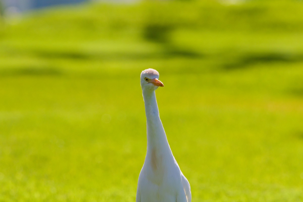 Western Cattle Egret - ML619879802